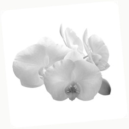 bigstock_orchid_isolated_on_white_backg_18974789
